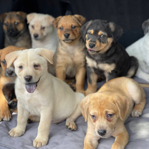 Team Page: Sniff’n Spritz